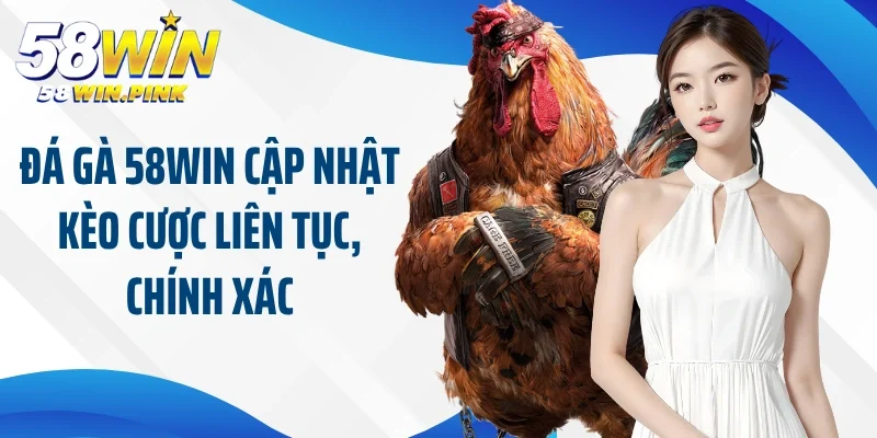 Đá gà 58Win cập nhật kèo cược liên tục, chính xác