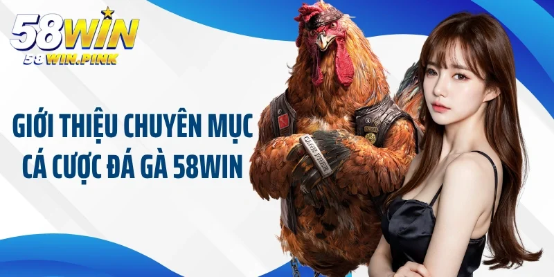 Giới thiệu chuyên mục cá cược đá gà 58Win nổi tiếng