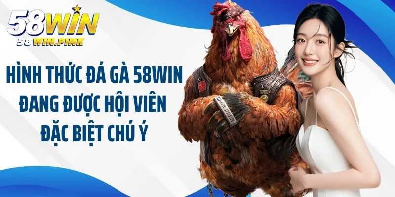 Hình thức đá gà 58Win đang được hội viên đặc biệt chú ý